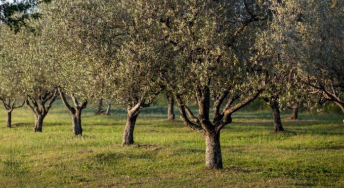 Μεγάλο πρόβλημα τα εγκαταλελειμμένα ελαιόδενδρα 