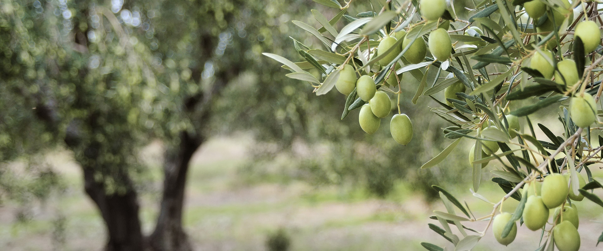Mαχαίρωσε το γείτονά του για τρία ελαιόδενδρα