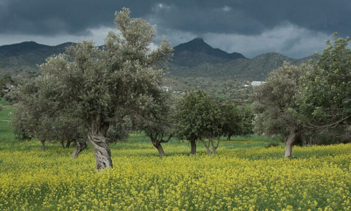 Παραδοσιακοί ελαιώνες φυσική ασπίδα απέναντι στις δασικές πυρκαγιές