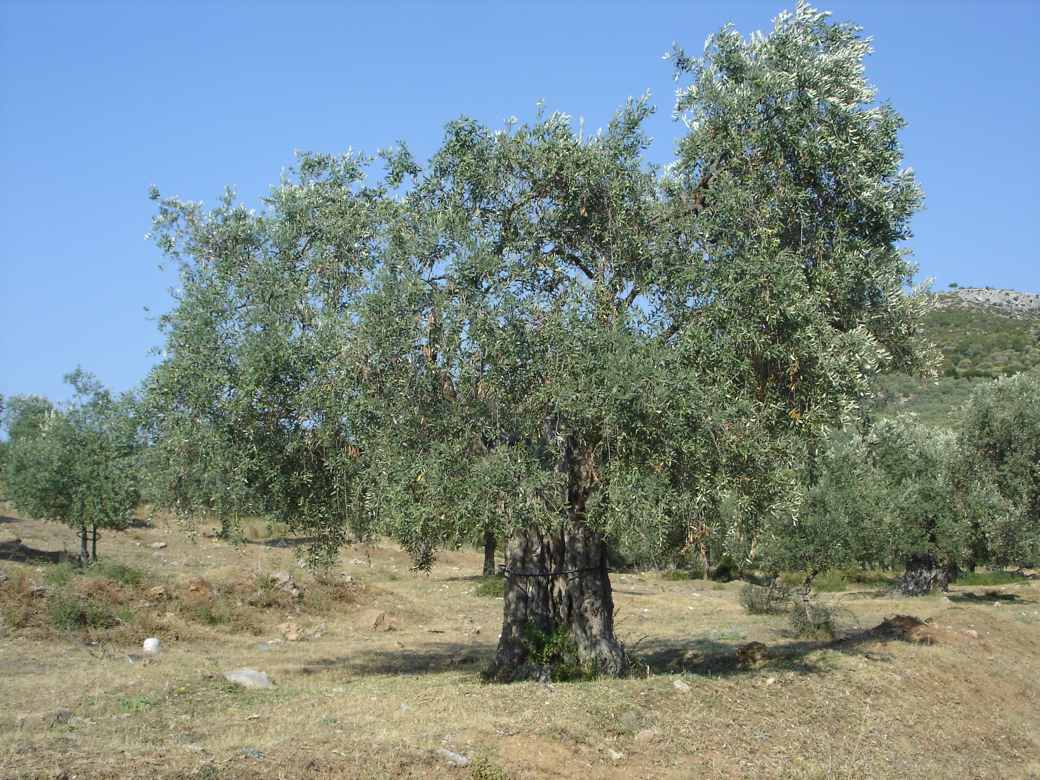 Ελαιόλαδο-Λακωνία: Πώληση στα 5,10 ευρώ από Α.Σ. Βλαχιώτη