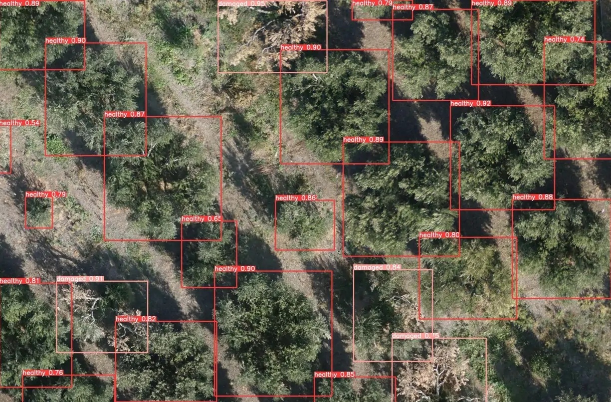 Εφαρμογή με drones, κάμερες κατά της βερτισιλλίωσης της ελιάς