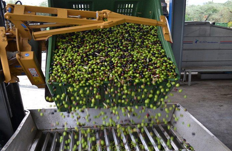 Στους 110.000 τόνους η ελληνική παραγωγή ελαιόλαδου μέχρι τον Δεκέμβριο