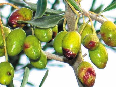 Ο δάκος απειλεί τη νέα ελαιοκομική περίοδο