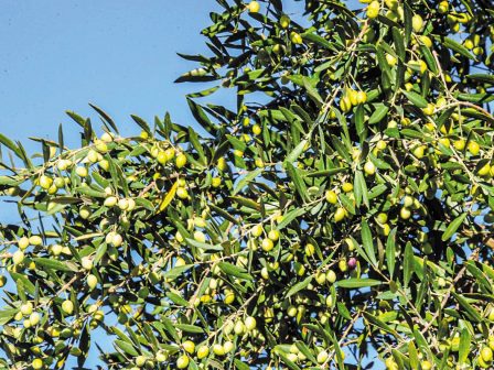 ΛΑΚΩΝΙΑ: Κυρίαρχη η ελιά στις νέες φυτεύσεις