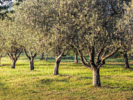 Στα ύψη η καλλιέργεια της ελιάς στην περιφέρεια Πελοποννήσου