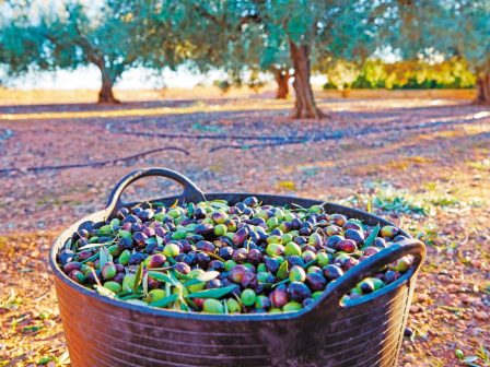 OLIVETECH: Ηλεκτρονικές δακοπαγίδες &amp; μείωση χρήσης χημικών στην Ελαιοκαλλιέργεια