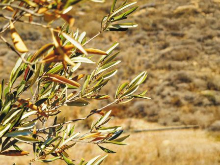 Ελαιόλαδο-Λακωνία: Στα 5 ευρώ η εκκίνηση