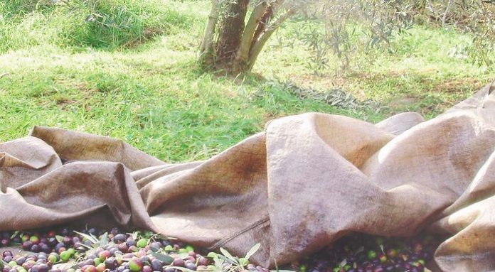 «Μαύρα σύννεφα» βλέπουν οι ελαιοπαραγωγοί στην Κορινθία