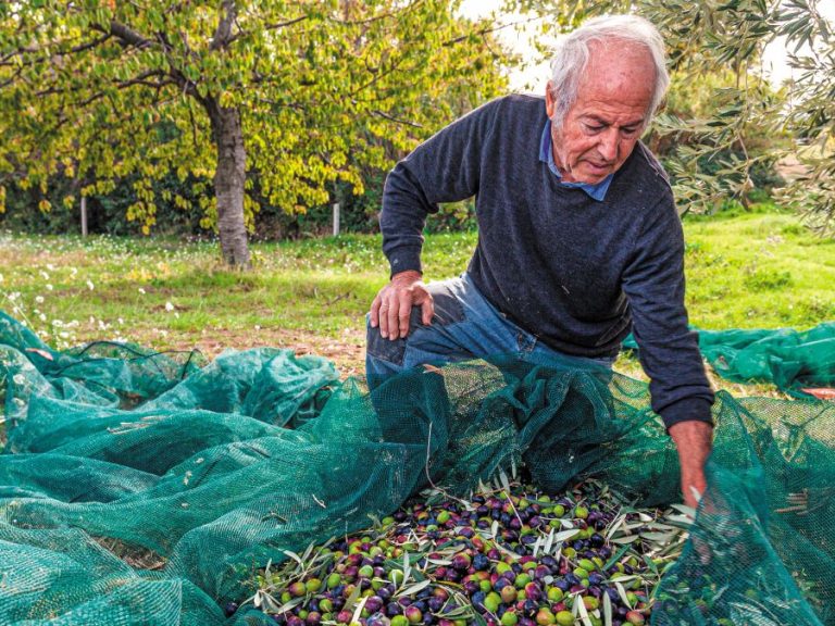 Διχάζει τους αγρότες το ελαιοκομικό μητρώο