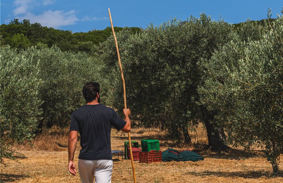 Εξετάζεται η ένταξη της ελιάς στις Συνδεδεμένες Ενισχύσεις στο σχεδιασμό νέας ΚΑΠ