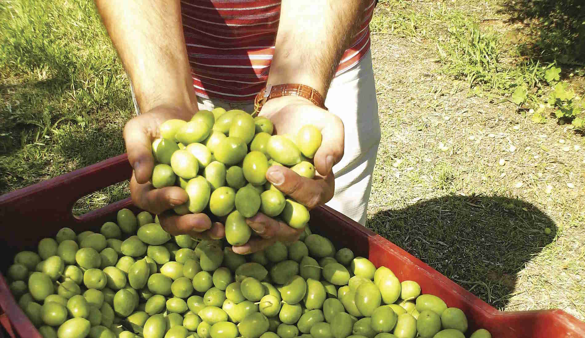 Δασμοί Τραμπ: Ελιές, λάδι, φέτα, κομπόστα και κρασί στο στόχαστρο