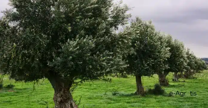 Τρεις νέες ποικιλίες ελιάς ανθεκτικές στην καταστροφική ασθένεια βερτσιτσιλλίωση  