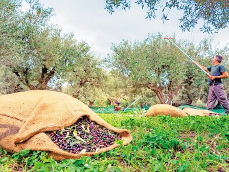 Μέθοδοι και τεχνολογίες ορθής ελαιοσυγκομιδής