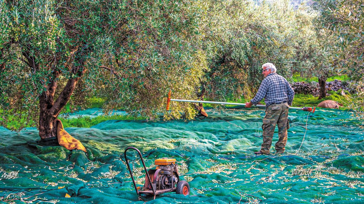 Έρευνα Olive Oil Times 2025 για την ελαιοκομία