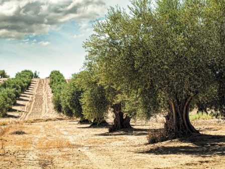 Σε εξέλιξη η αγορά αγροτικής γης στη Μεσσηνία