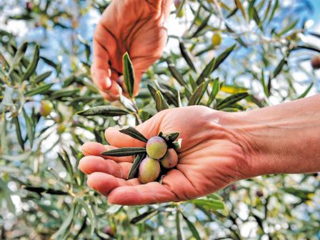 Η πρώτη επιστημονική χαρτογράφηση για νέους ελαιώνες στην Ελλάδα