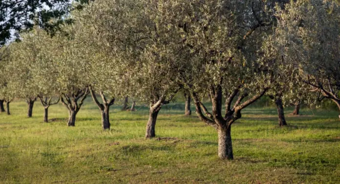 Ψεκασμοί για τα ακάρεα στους ελαιώνες – Το κρίσιμο «Στάδιο Ε»