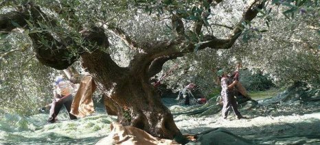 Παρέμβαση για άμεση επίλυση προβλημάτων των Ελαιοκομικών Φορέων