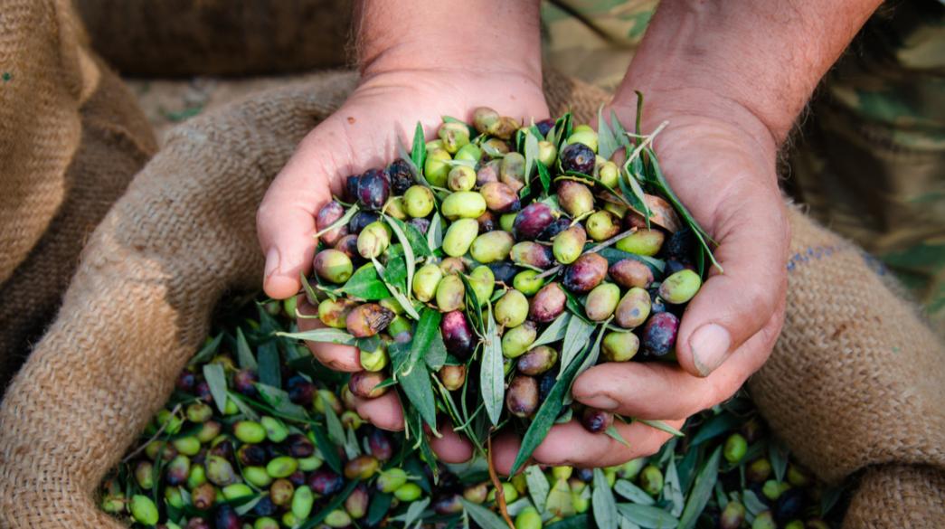 Δήλωση για ελιές στο Ελαιοκομικό Μητρώο ακόμη και αν δεν μαζέψατε