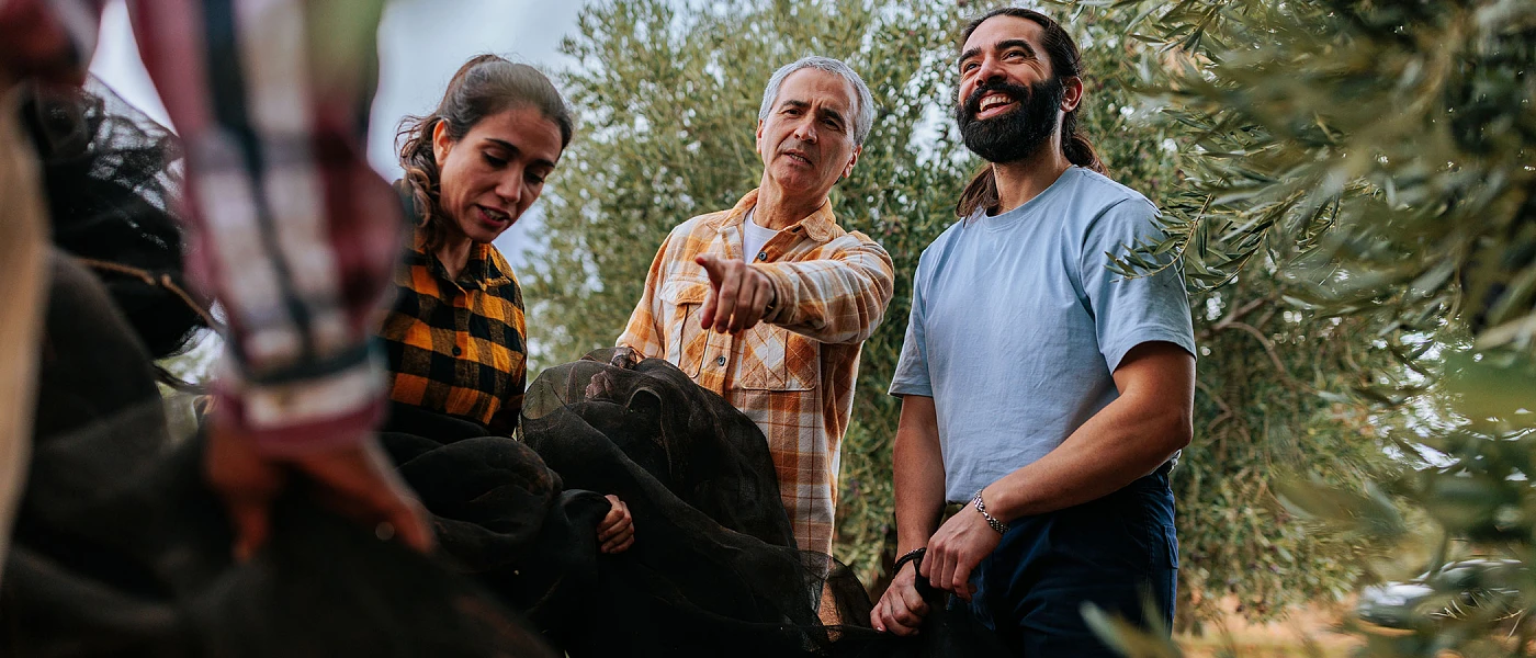 Απαραίτητη η μετασυλλεκτική λίπανση στην ελιά