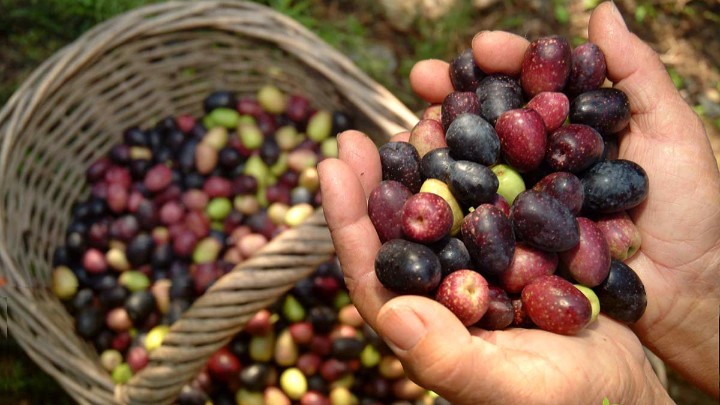 Ινδία: Αύξηση εισαγωγών 61% σε ισπανικές ελιές 