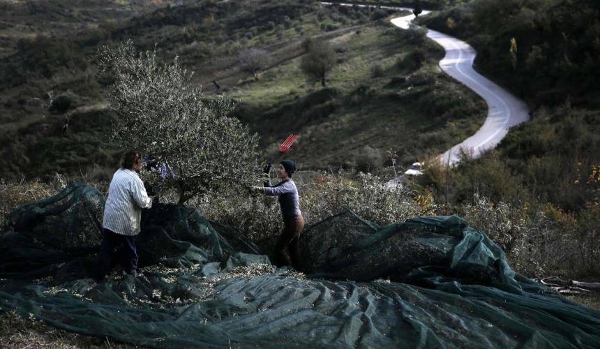 Κομπόστ από κατσίγαρο και κλαδέματα ετοιμάζει το Πανεπιστήμιο της Χαέν
