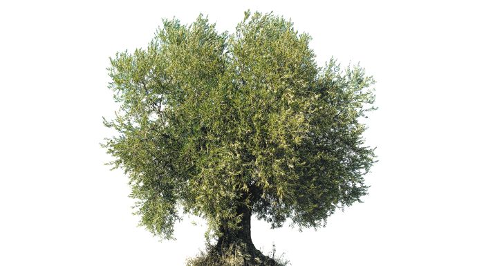 Ελαιόλαδο: «Καίνε» τις ελπίδες για καλή παραγωγή οι συνεχόμενα υψηλές θερμοκρασίες