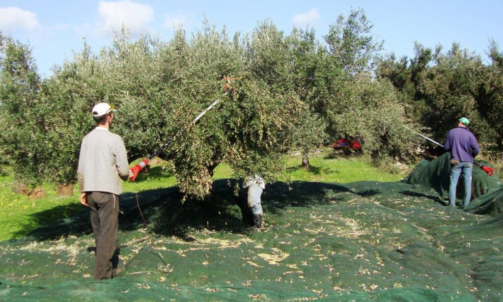 Κινητοποιήσεις ελαιοπαραγωγών σε όλη τη χώρα – Τί διεκδικούν