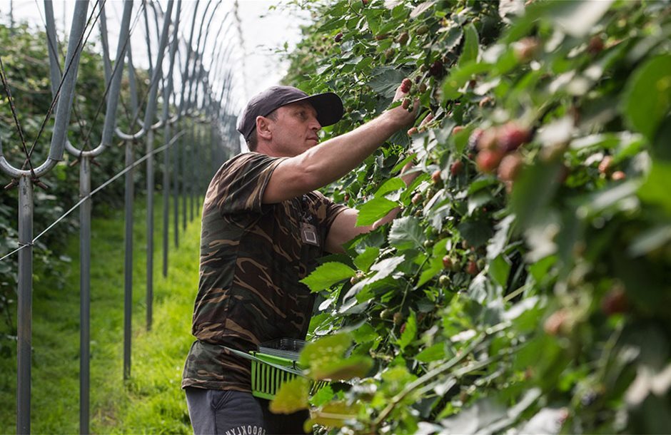 Aγροτική VISA-κίνητρο αύξησης εργατών γης