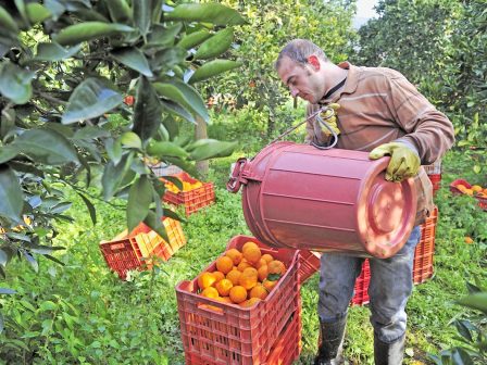 Εσπεριδοειδή: Προβληματισμοί με το ξεκίνημα της συγκομιδής