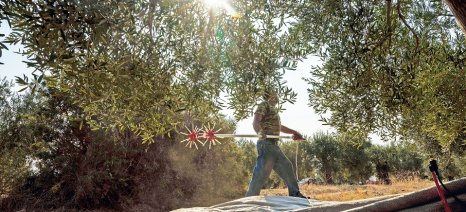 4Ε: Να μη γίνουν οι Αρωματικοί Υδρογονάνθρακες Ορυκτελαίων η «ευλογιά» του ελληνικού ελαιολάδου