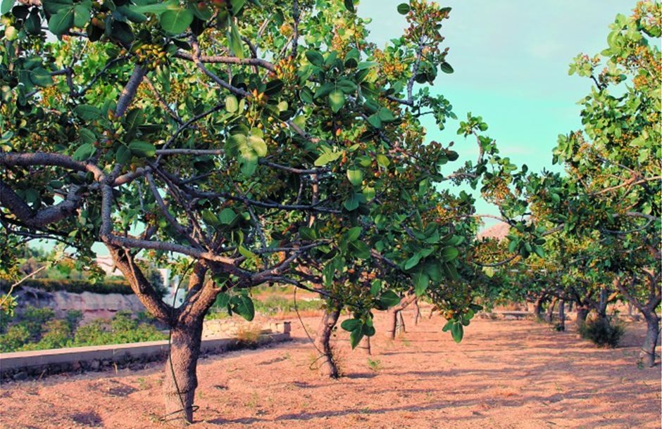 Κατάργηση 20% και αυξημένες εισφορές στον ΕΛΓΑ 