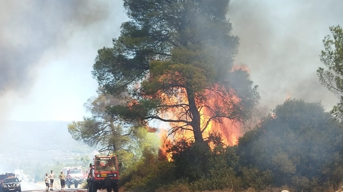 Εύβοια: Σε άγριο πουλί οφείλεται η χθεσινή πυρκαγιά