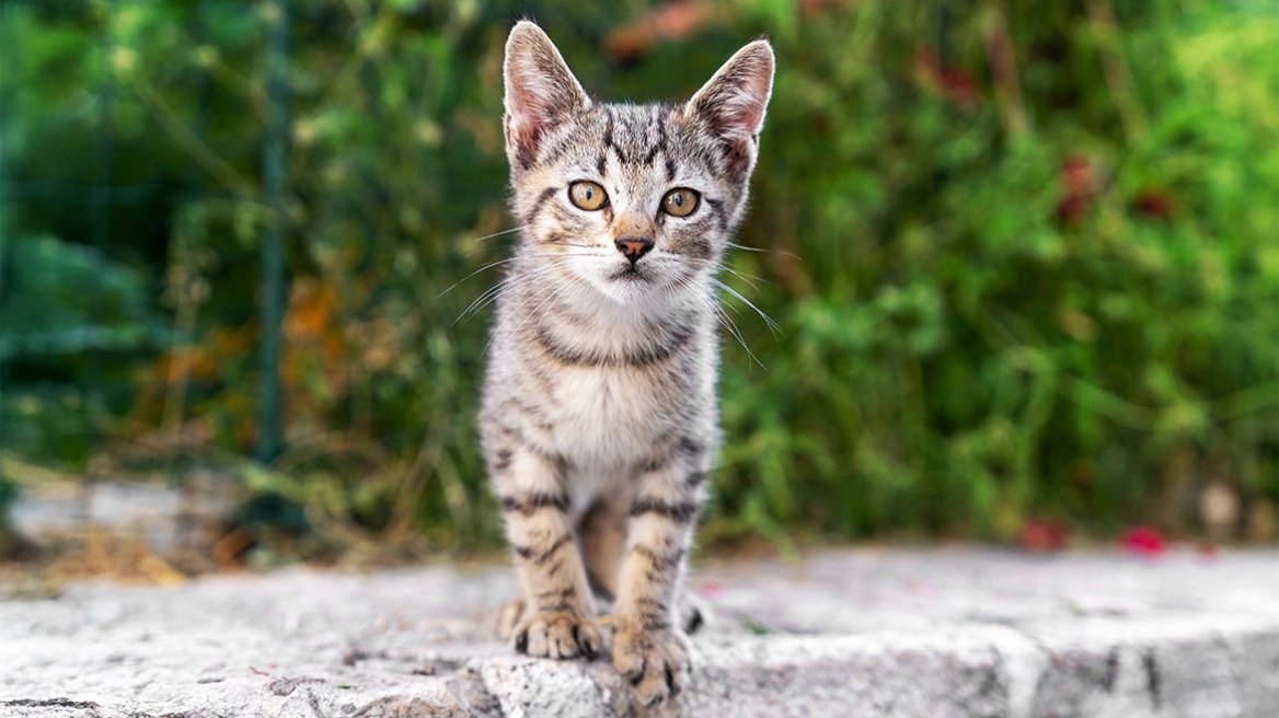 Συνελήφθη 78χρονος που σκότωσε γάτο-πρόστιμο 30.000 ευρώ