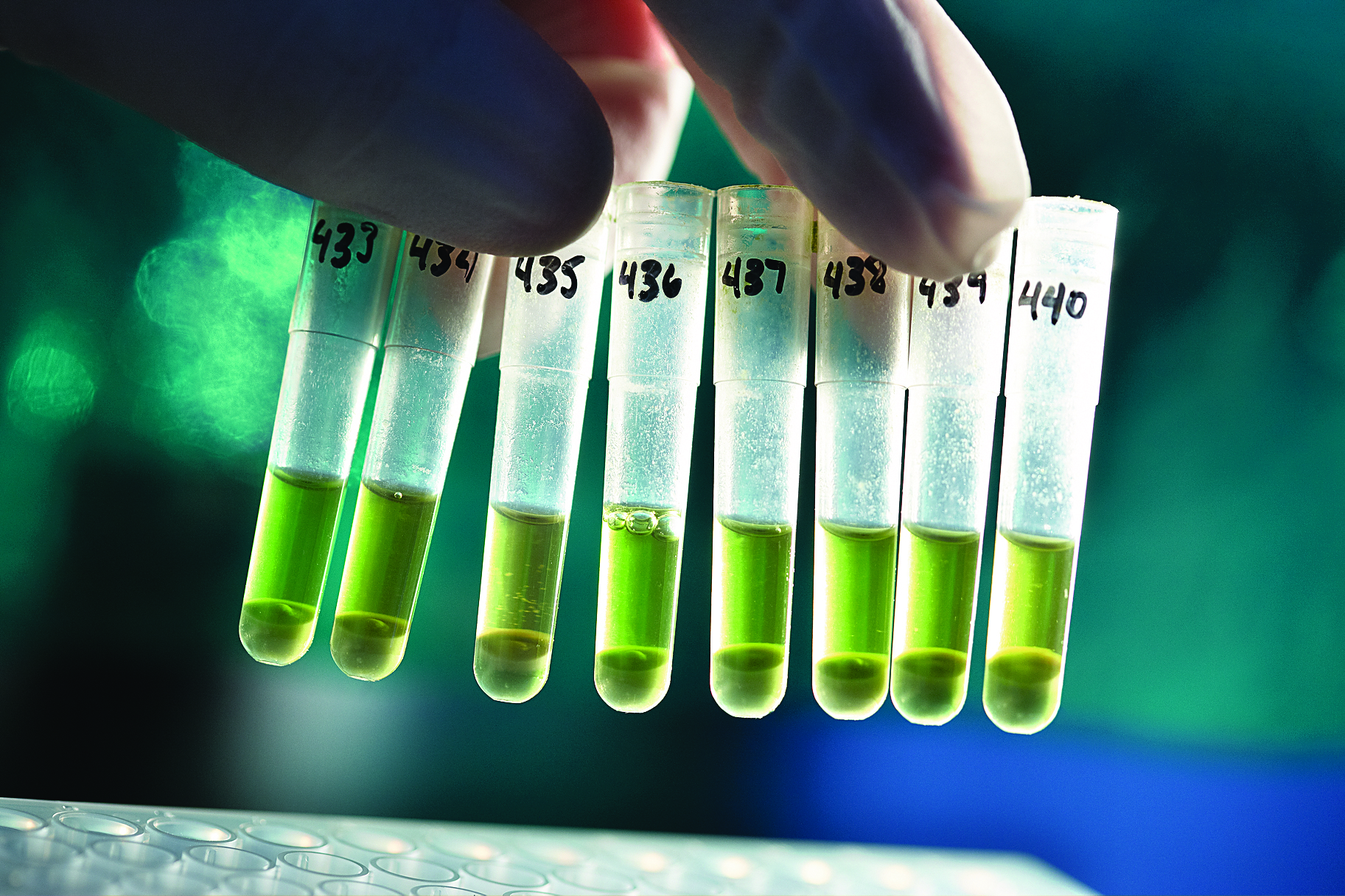 Ποικιλία ελιάς και γεωγραφική προέλευση εντοπίζει η χημική ανάλυση ελαιολάδου