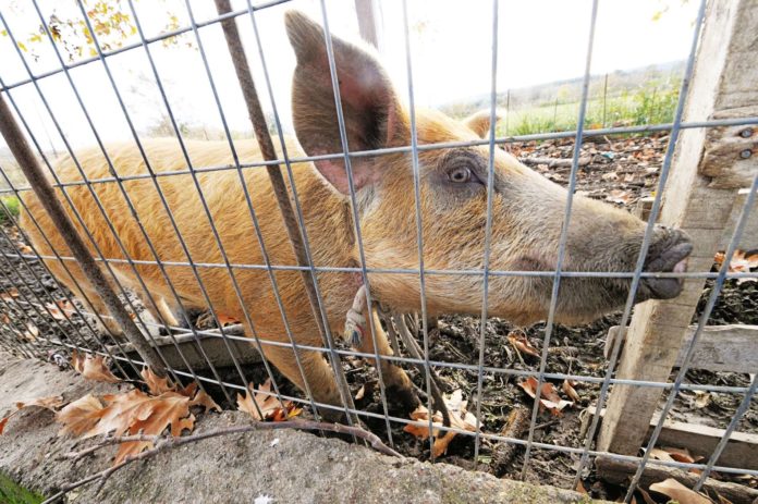 Εισαγώμενο  το 60% χοιρινού κρέατος