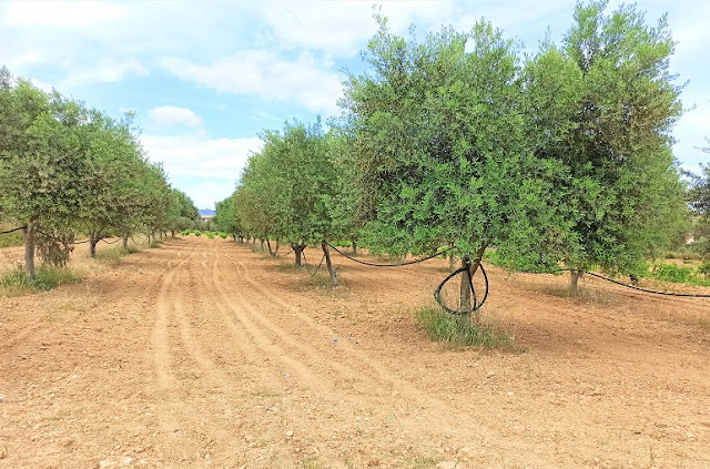 Επιφανειακή ή υπόγεια στάγδην άρδευση ελαιοκαλλιέργειας;