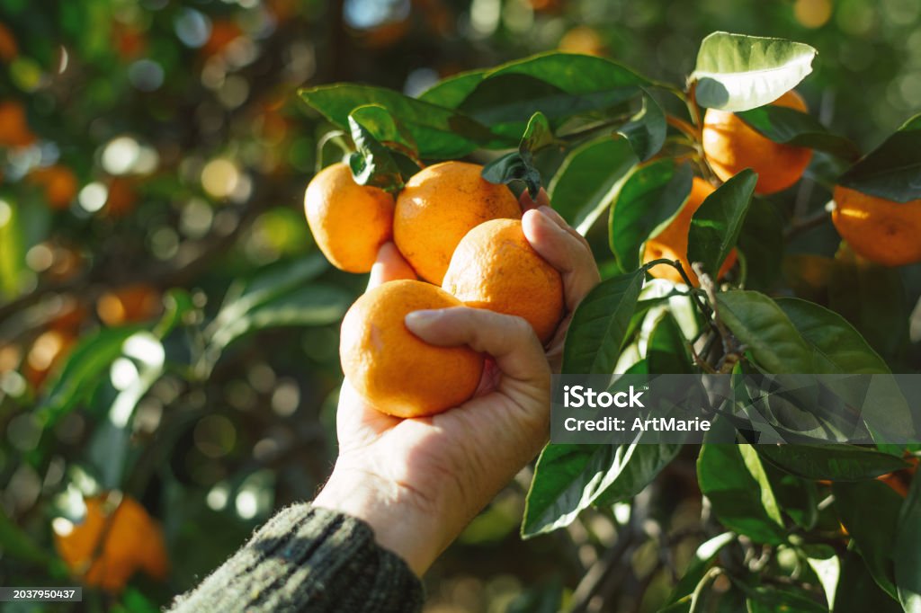 Τάση ρεκόρ στις εξαγωγές πορτοκαλιών και μανταρινιών