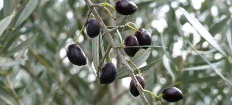 Πρόγραμμα προώθησης για βιολογικές επιτραπέζιες ελιές σε Γαλλία-Πολωνία