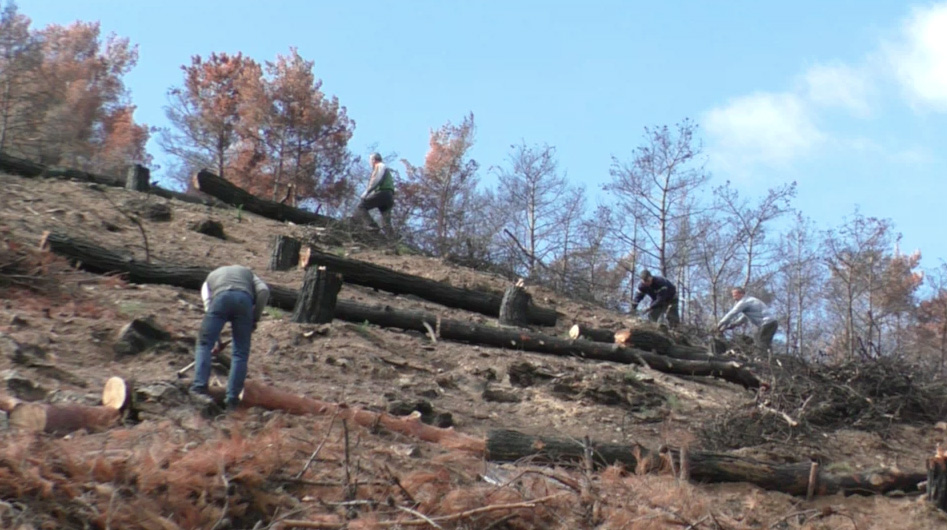 Δωρεάν διανομή καυσόξυλων από Δήμους
