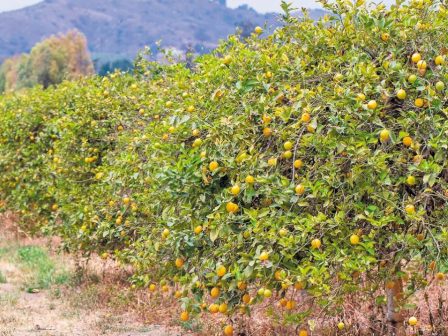 Λεμόνι: Μεγάλη ζήτηση, μικρή παραγωγή λόγω έλλειψης νερού