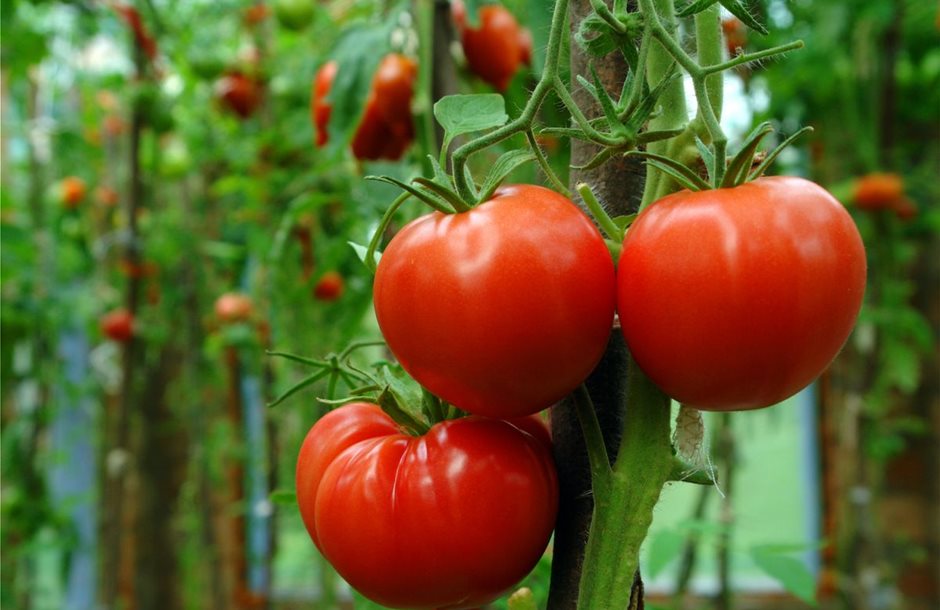 Αύξηση εξαγωγών ντομάτας 36% στο πρώτο τρίμηνο 2025