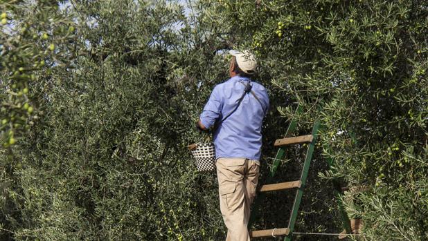 Η Ιταλία θεσμοθετεί τους μη κατ΄επάγγελμα ελαιοκαλλιεργητές