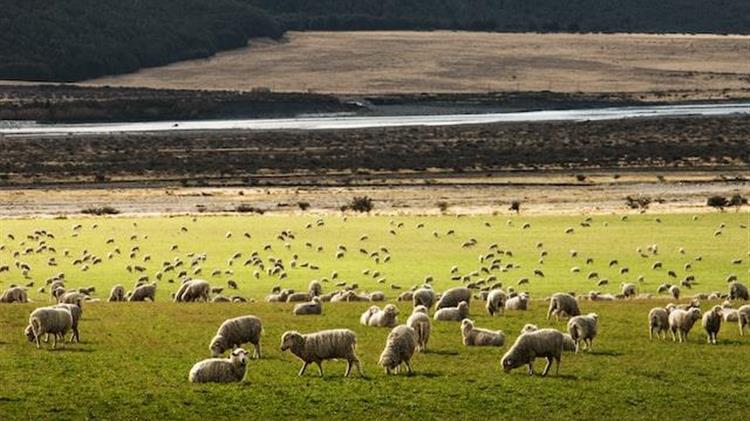 ΣΕΚ: Ζητά στήριξη και ανασυγκρότηση της κτηνοτροφίας