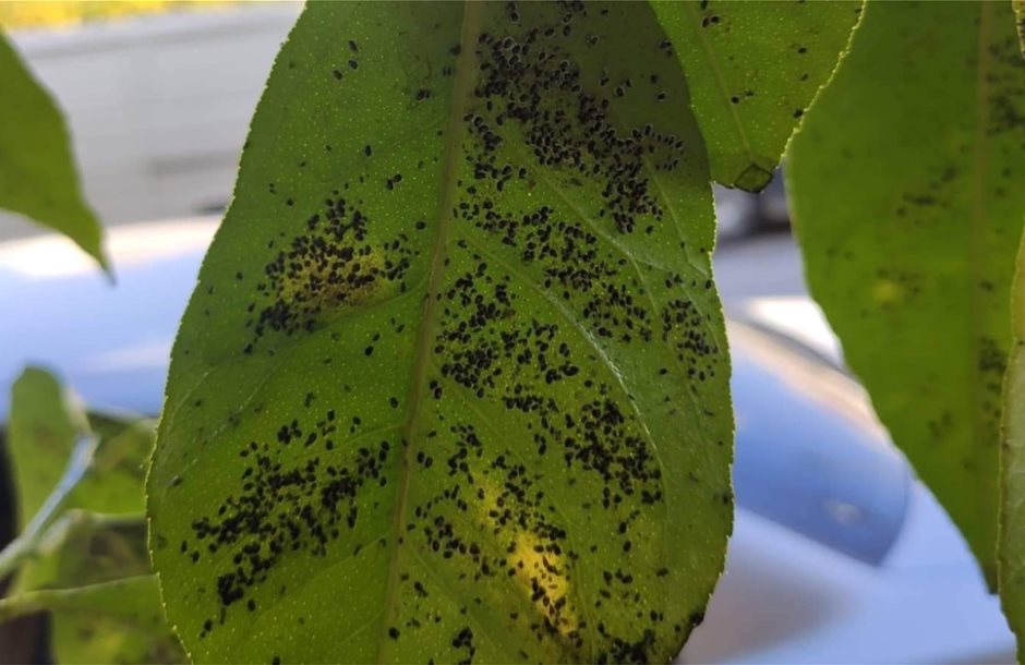 Προσοχή για το μαύρο αλευρώδη των εσπεριδοειδών