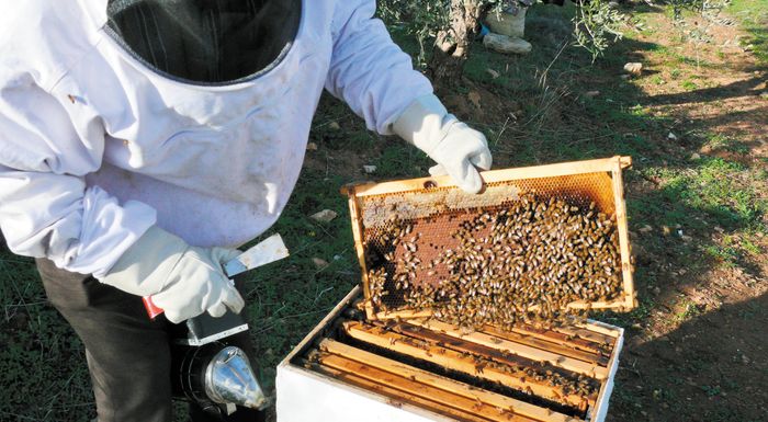 Απόφαση εφαρμογής των Δράσεων βελτίωσης ποιότητας μελισσοκομικών προϊόντων
