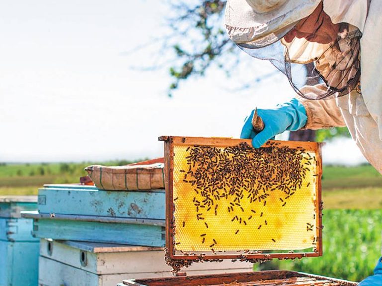 Χρ. Κέλλας: Ενισχύουμε τους μελισσοκόμους με 61,6 εκατ. ευρώ