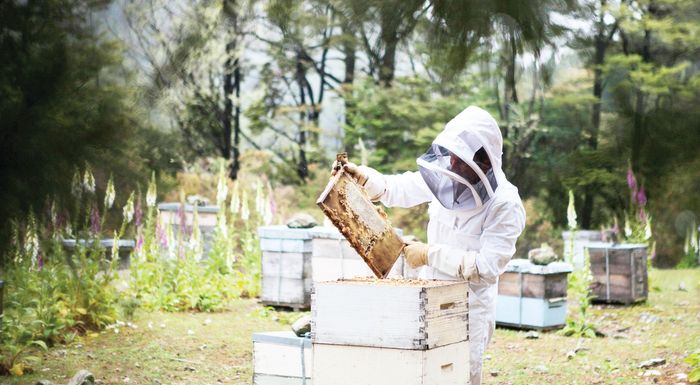 Δωρεάν προγράμματα κατάρτισης για επαγγελματίες Μελισσοκόμους από τον ΕΛΓΟ