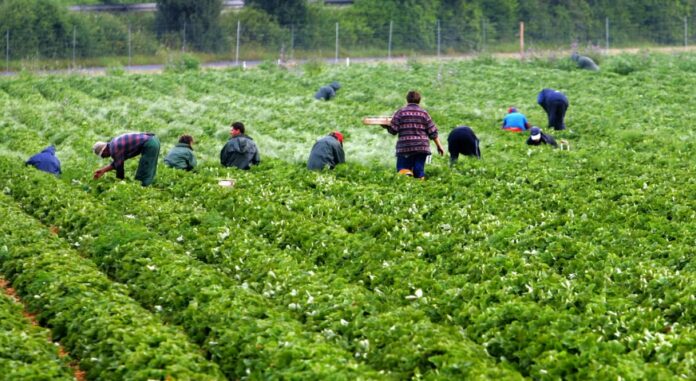 Έναρξη εφαρμογής Ελληνοαιγυπτιακής συμφωνίας για εργάτες γης