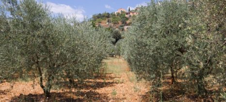 Αίτημα ανάκλησης διαδικασιών του ελαιοκομικού μητρώου